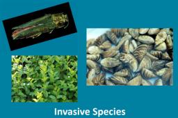 Oliver Nature Park, Invasive Species, Mansfield, TX