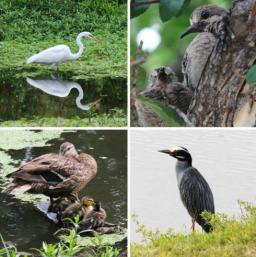 Oliver Nature Park, Great Backyard Bird Count, Mansfield, TX