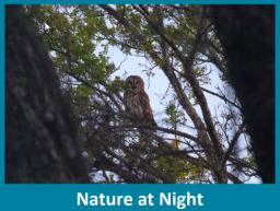 Oliver Nature Park, Nature at Night, Mansfield, TX