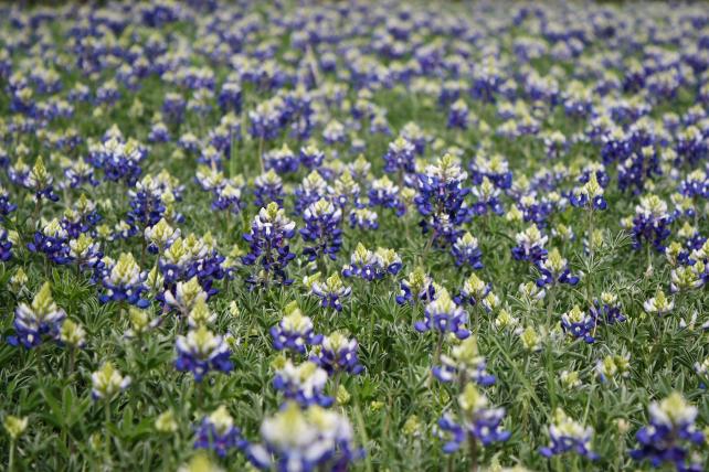 bluebonnets in park